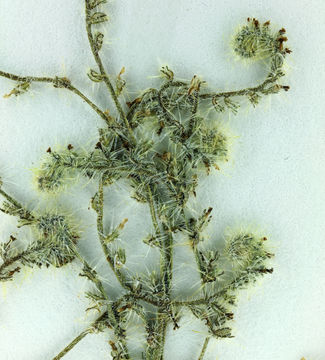 Image of Tejon cryptantha