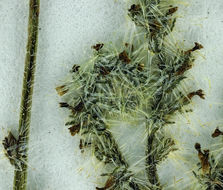 صورة Cryptantha microstachys (Greene ex Gray) Greene