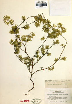 Image of Nevada cryptantha