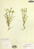 صورة Cryptantha oxygona (A. Gray) Greene