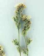 صورة Cryptantha oxygona (A. Gray) Greene