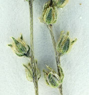 صورة Cryptantha oxygona (A. Gray) Greene