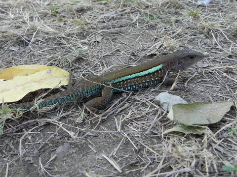 Image of Rainbow Ameiva