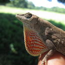 Image of Pacific Anole