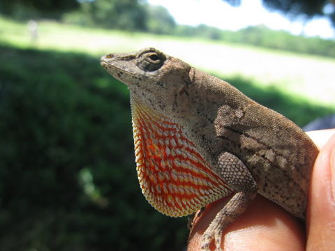 Image of Pacific Anole