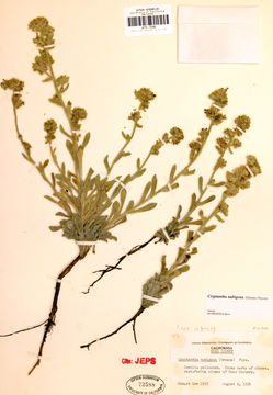 صورة Cryptantha nubigena (Greene) Payson