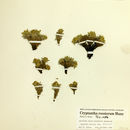 Image of <i>Cryptantha roosiorum</i>