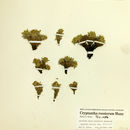 صورة <i>Cryptantha roosiorum</i>