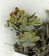 Image of <i>Cryptantha roosiorum</i>