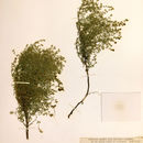 Image of <i>Cryptantha racemosa</i>