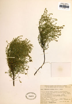 Image of <i>Cryptantha racemosa</i>