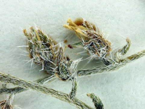 Image of <i>Cryptantha racemosa</i>