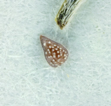 Image of <i>Cryptantha racemosa</i>