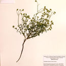 Image of scented cryptantha