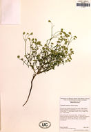 Image of scented cryptantha