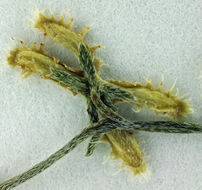 Image of broadfruit combseed