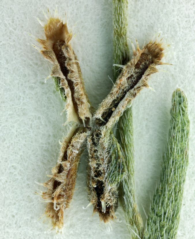 Image of broadfruit combseed