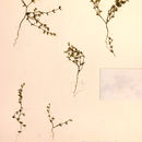 Image of curvenut combseed