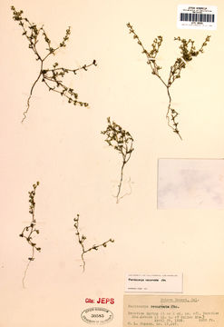 Image of curvenut combseed