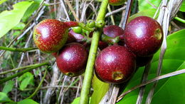 Image de Siparuna guianensis Aubl.