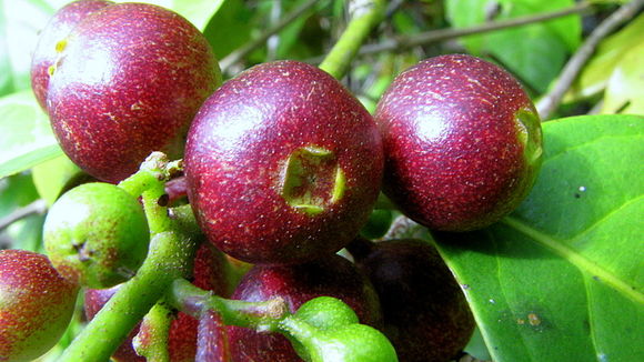 Image of Siparuna guianensis Aubl.