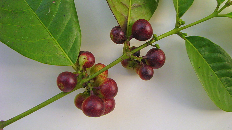 Image de Siparuna guianensis Aubl.