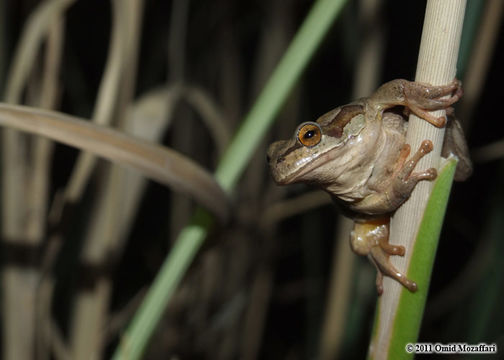 Image of Lemon-yellow tree frog