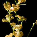 Sivun Utricularia fulva F. Muell. kuva