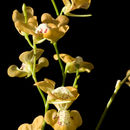 Imagem de Utricularia fulva F. Muell.