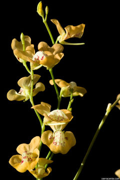 Image of Utricularia fulva F. Muell.