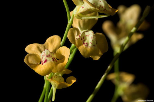 Sivun Utricularia fulva F. Muell. kuva