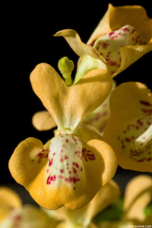 Sivun Utricularia fulva F. Muell. kuva