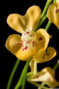 Image of Utricularia fulva F. Muell.