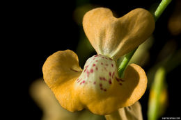 Sivun Utricularia fulva F. Muell. kuva