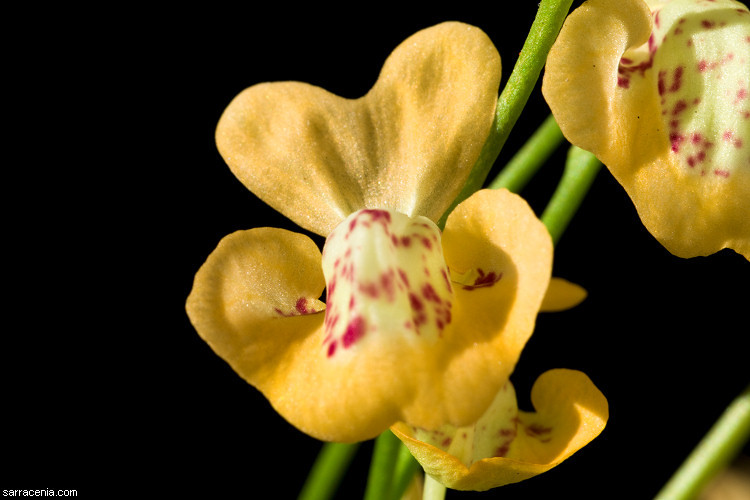 Sivun Utricularia fulva F. Muell. kuva