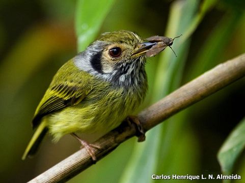 Image of Eared Pygmy Tyrant