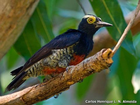 Image of Tellow-tufted Woodpecker