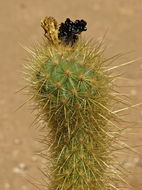 Image of Golden-spine Cereus
