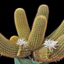 Image of Brachycereus