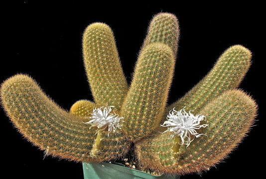 Image of Lava Cactus