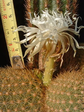Image of Lava Cactus