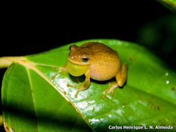 Image of Lesser Treefrog