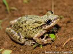 Image of Scinax similis (Cochran 1952)