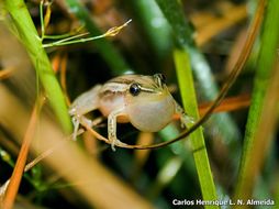 Image of long-snouted treefrog