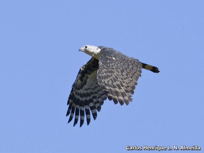 Image of Gray-headed Kite