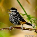 Image of Ochre-rumped Antbird