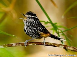 Image of Ochre-rumped Antbird