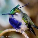 Image of Black-breasted Plovercrest