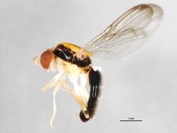 Image of Chylizinae