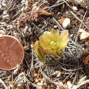 Image of Davis' green pitaya